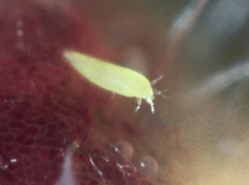Close-up of fuchsia gall mite. Image © ADAS Horticulture